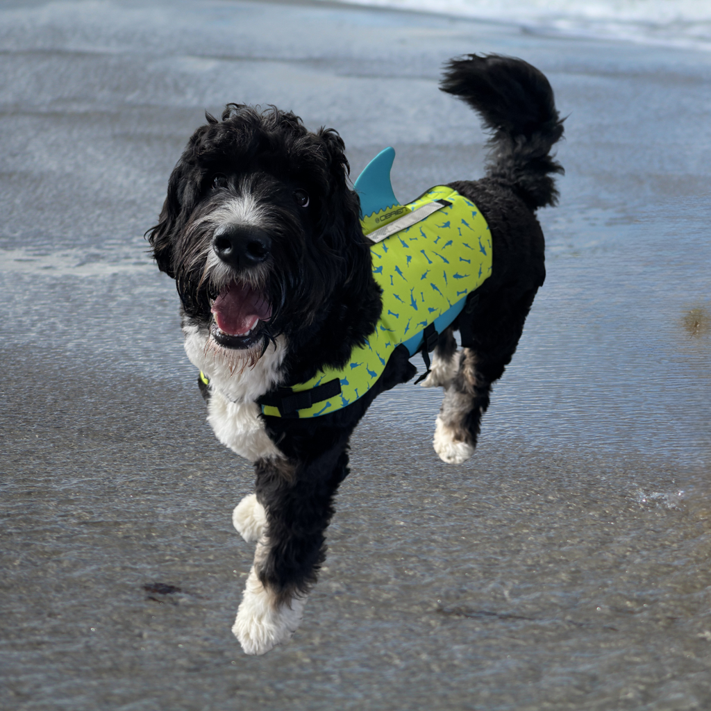 O'Brien Neoprene Dog Vest