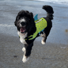 O'Brien Neoprene Dog Vest