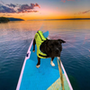 O'Brien Neoprene Dog Vest