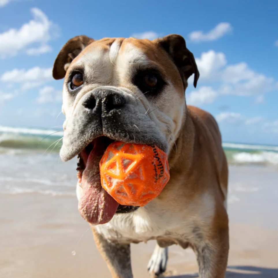 Dog bouncing beach ball best sale