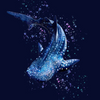 Spacefish Army Pullover Rashguard - Whale Shark Wonderland